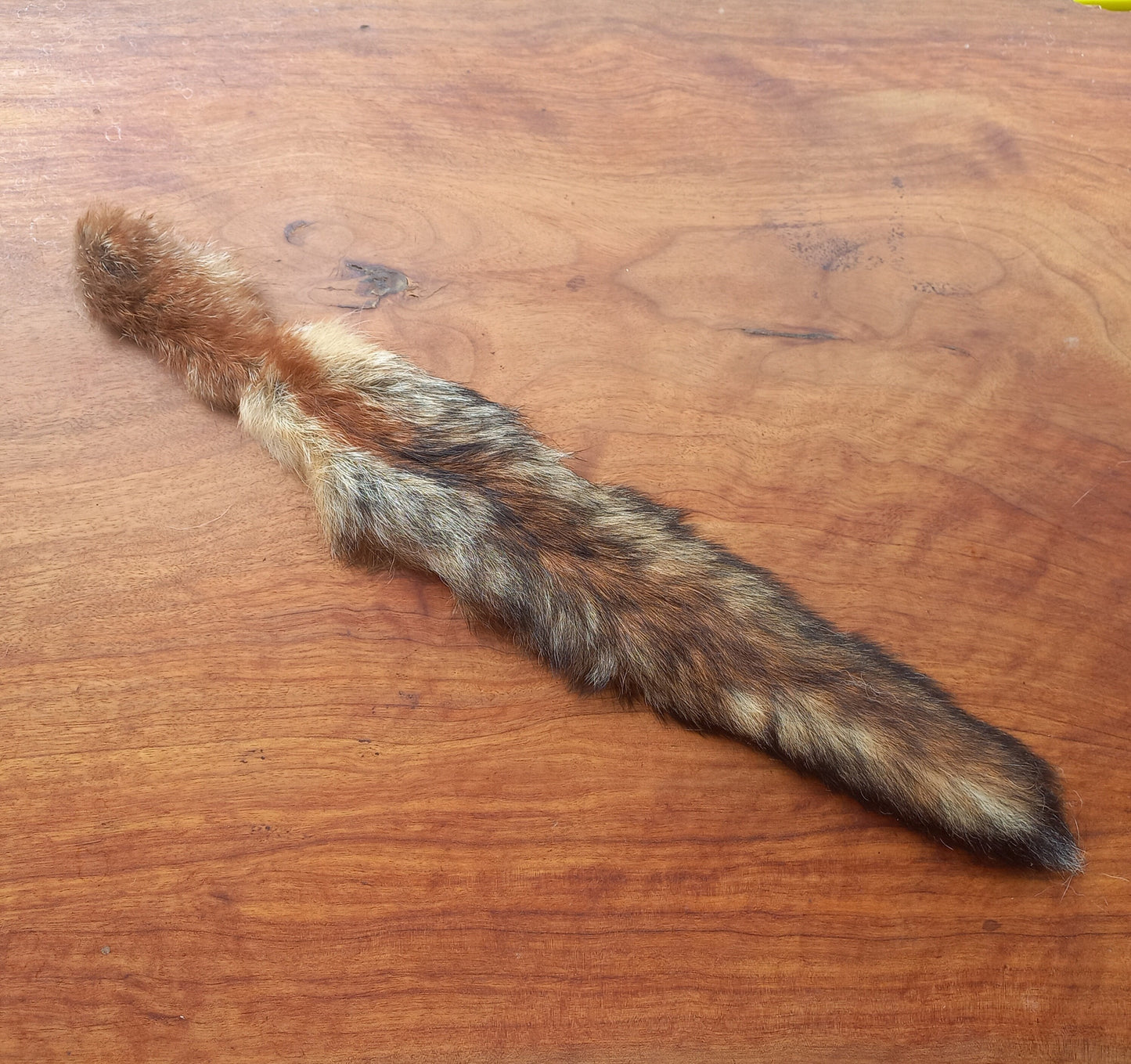 Australian Red Fox Pelt Tail (FOX01)