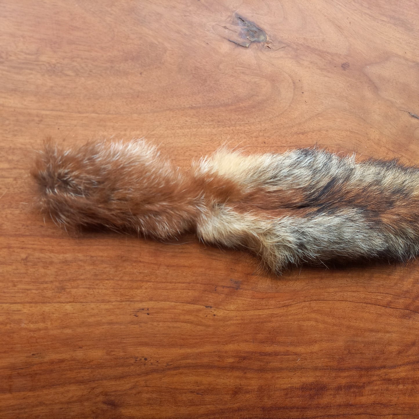 Australian Red Fox Pelt Tail (FOX01)