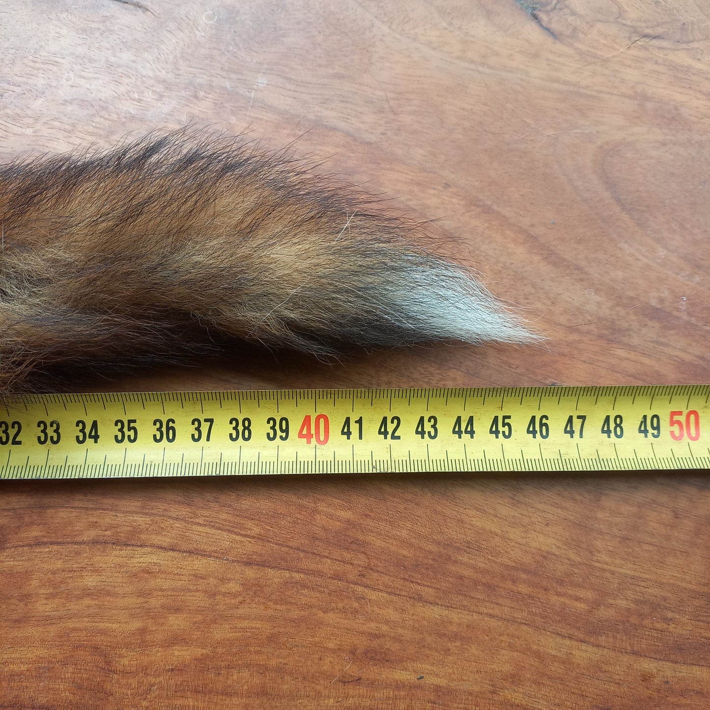 Australian Red Fox Pelt Tail (FOX02)