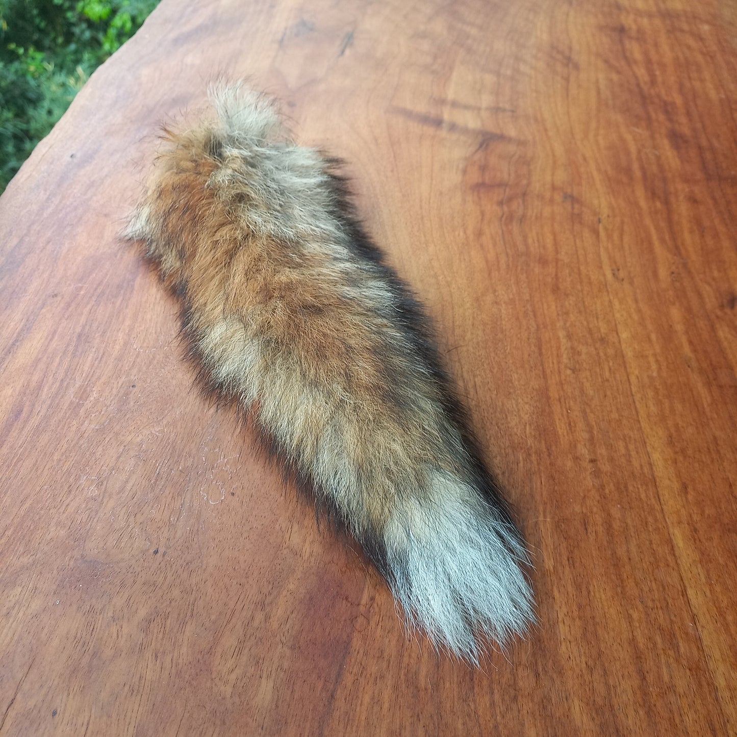 Australian Red Fox Pelt Tail (FOX03)