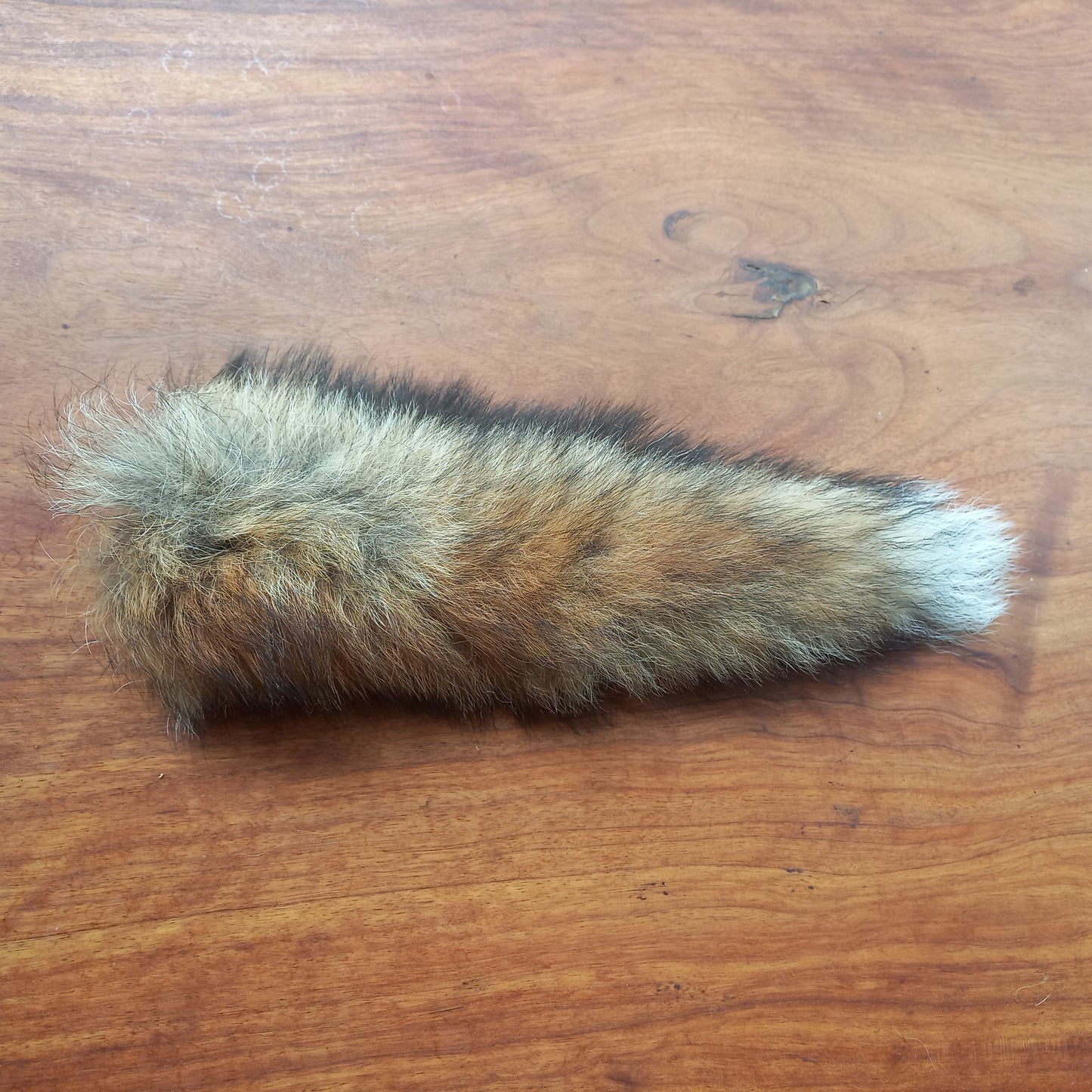 Australian Red Fox Pelt Tail (FOX03)