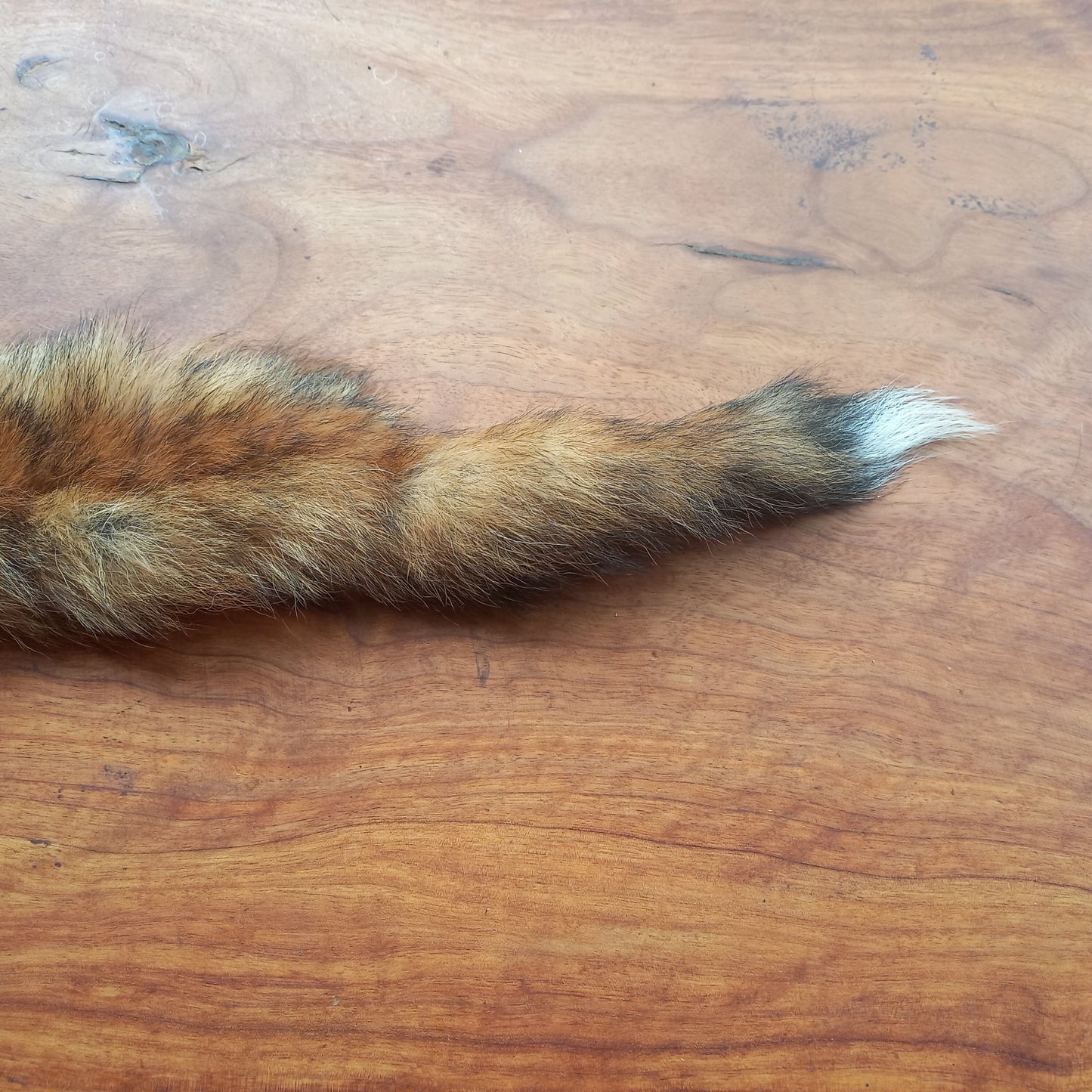 Australian Red Fox Pelt Tail (FOX04)