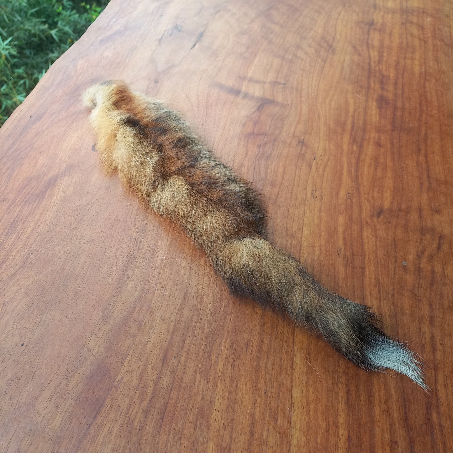 Australian Red Fox Pelt Tail (FOX04)