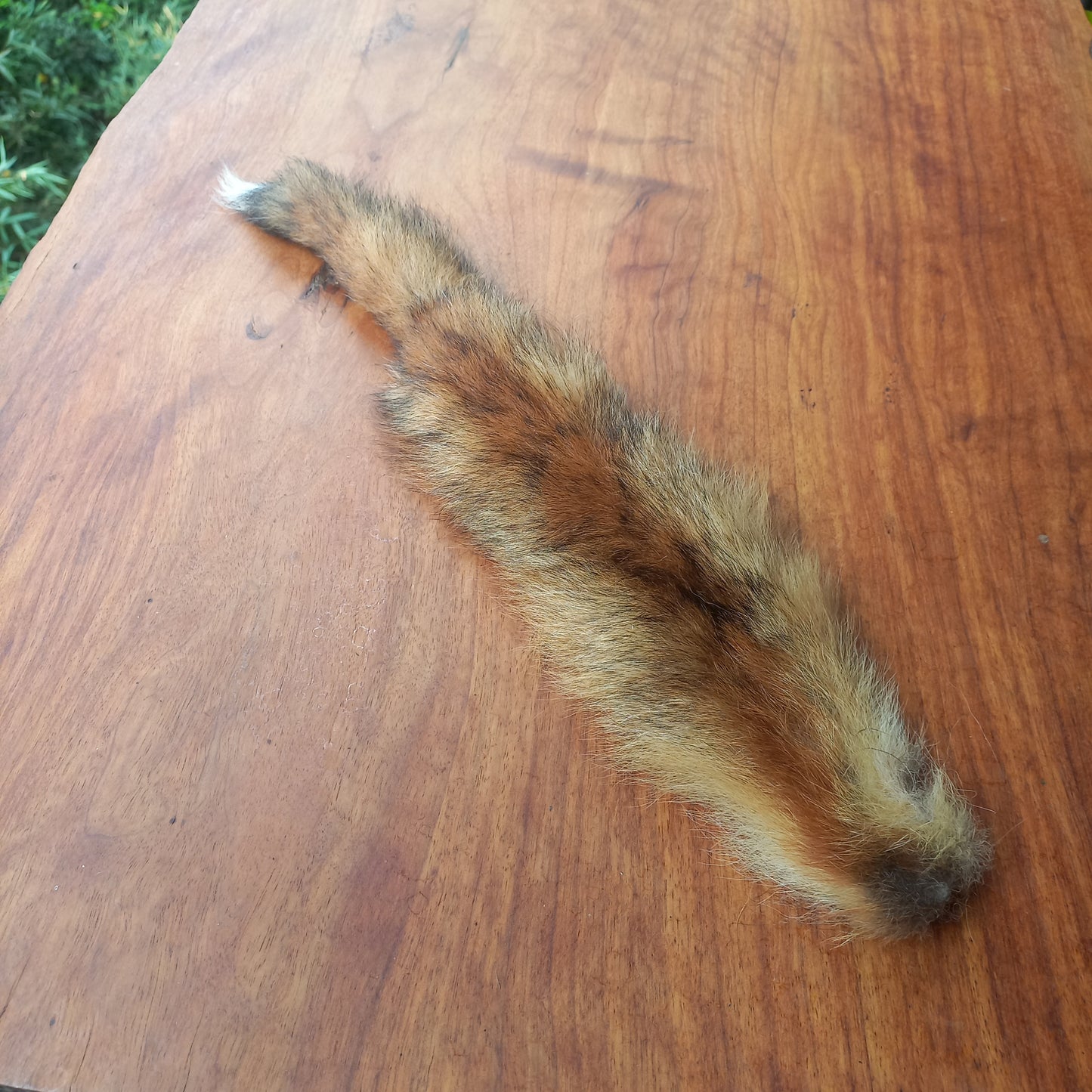 Australian Red Fox Pelt Tail (FOX04)