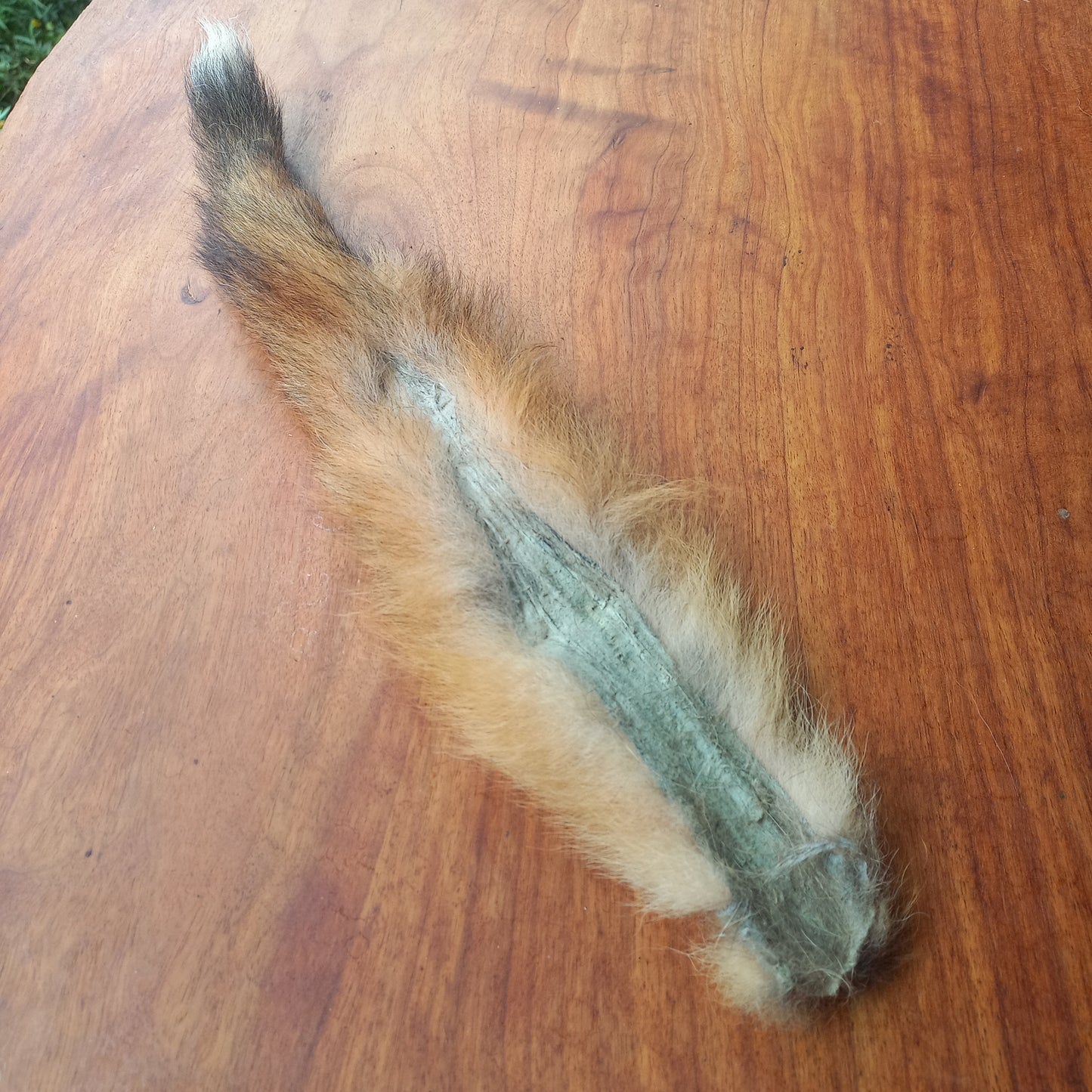 Australian Red Fox Pelt Tail (FOX04)