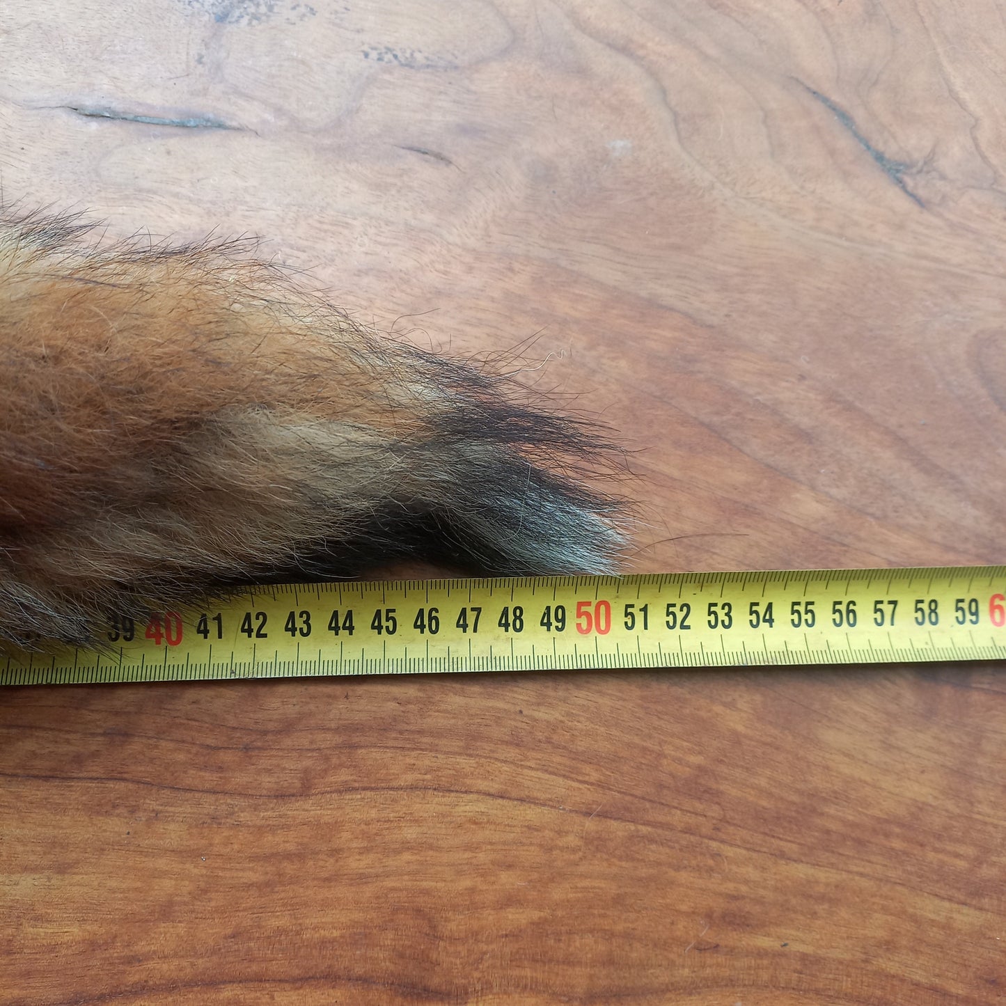 Australian Red Fox Pelt Tail (FOX05)