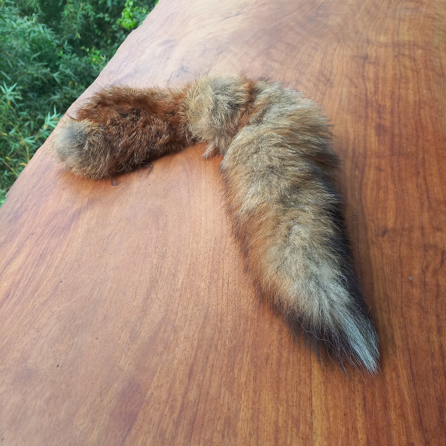 Australian Red Fox Pelt Tail (FOX05)