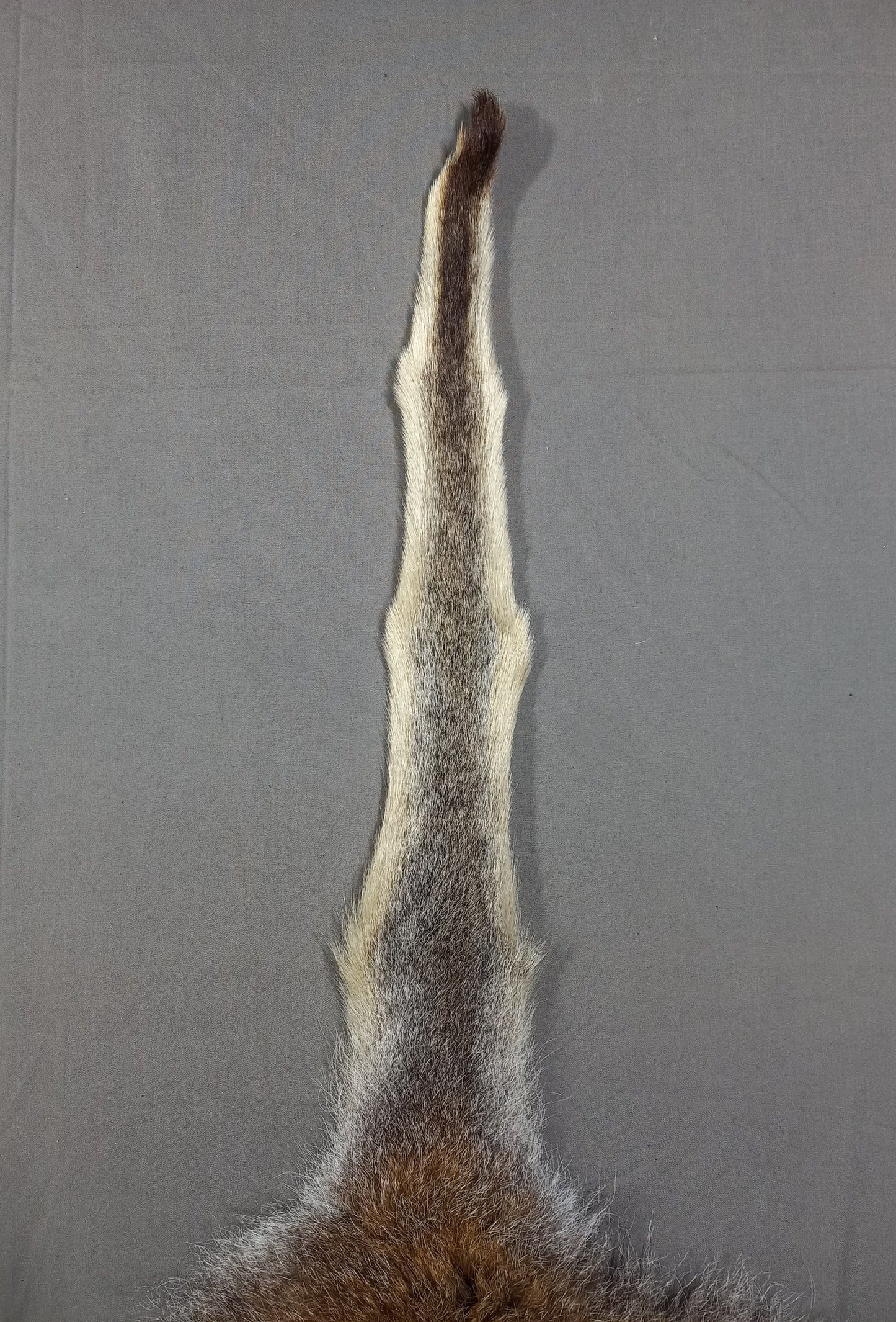 NZ Wallaby Pelt