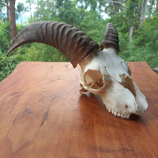 Mouflon Sheep Skull (MFL01)