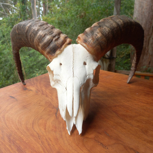 Mouflon Sheep Skull (MLF02)