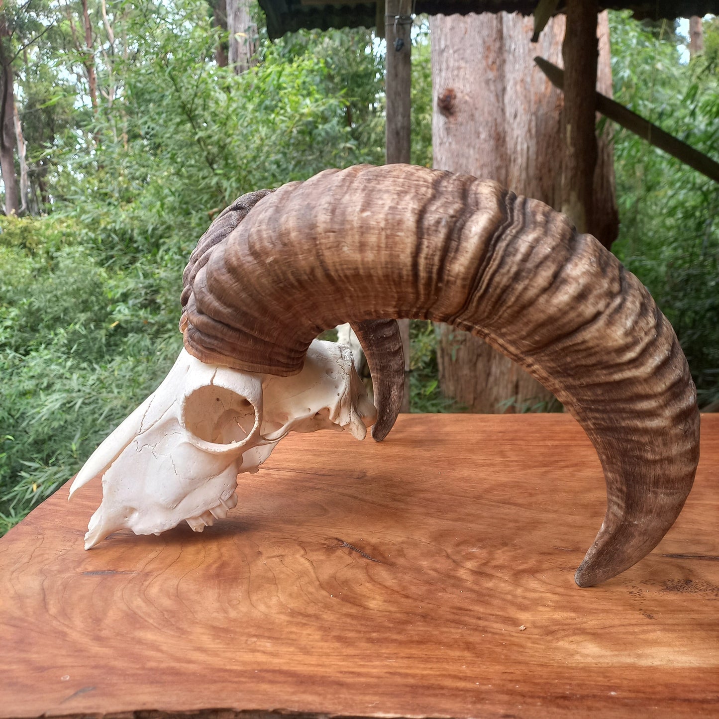 Mouflon Sheep Skull (MLF03)