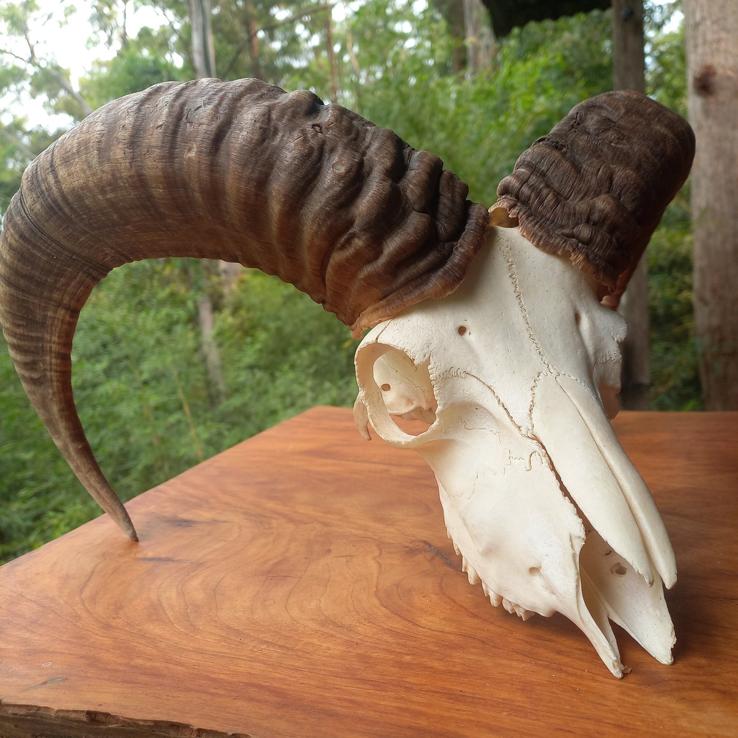 Mouflon Sheep Skull (MLF03)