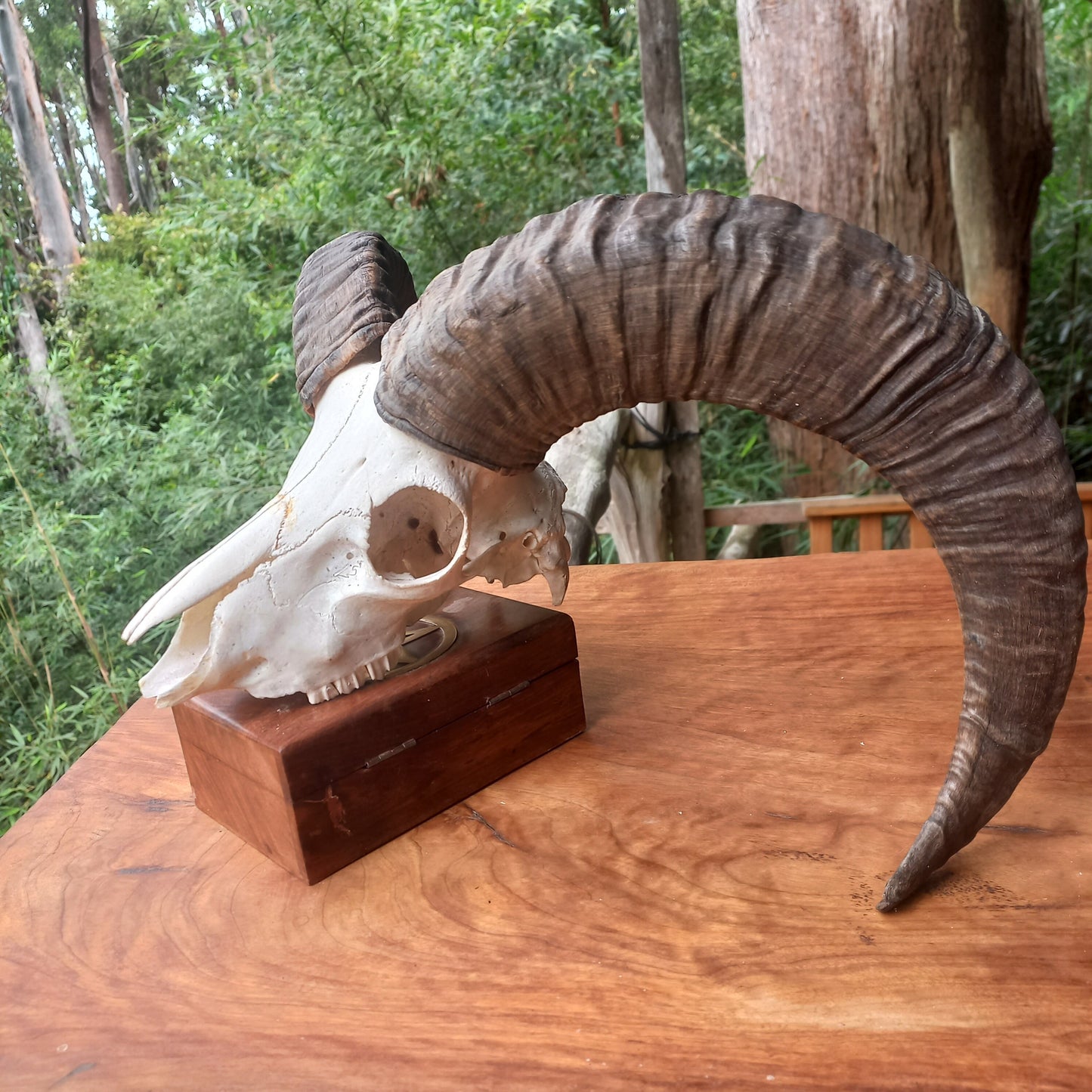 Mouflon Sheep Skull (MLF04)