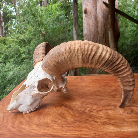 Mouflon Sheep Skull (MLF05)