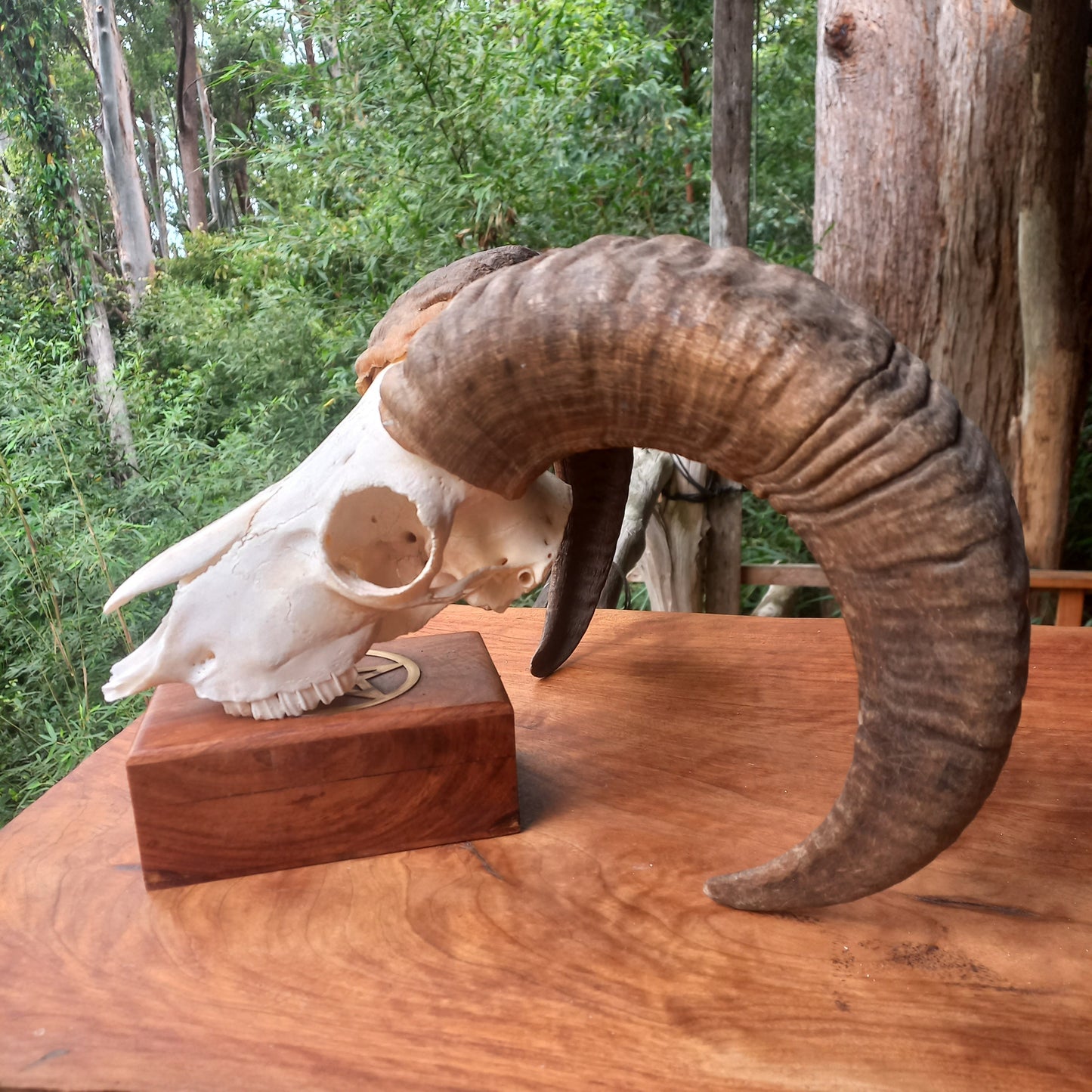 Mouflon Sheep Skull (MLF06)