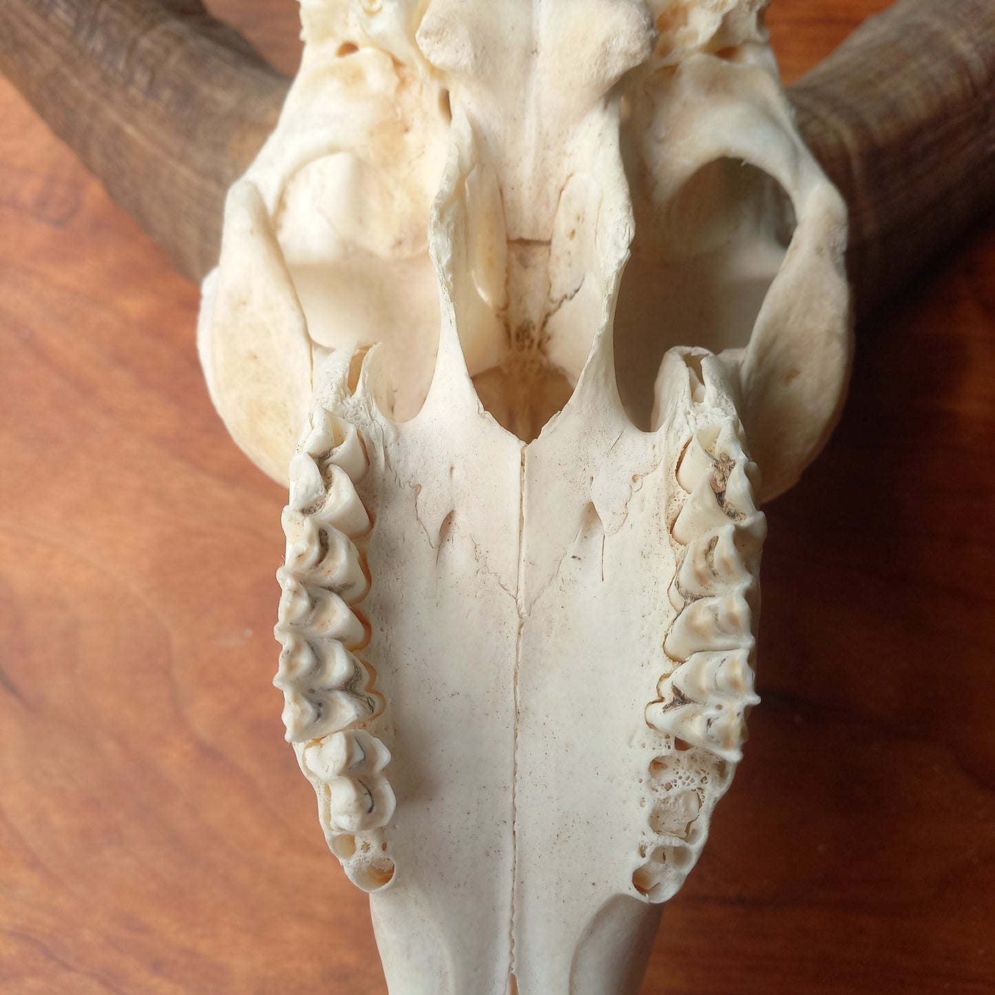 Mouflon Sheep Skull (MLF06)