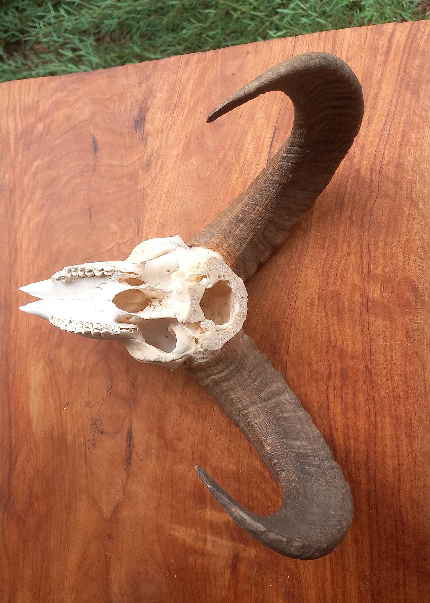 Mouflon Sheep Skull (MLF06)