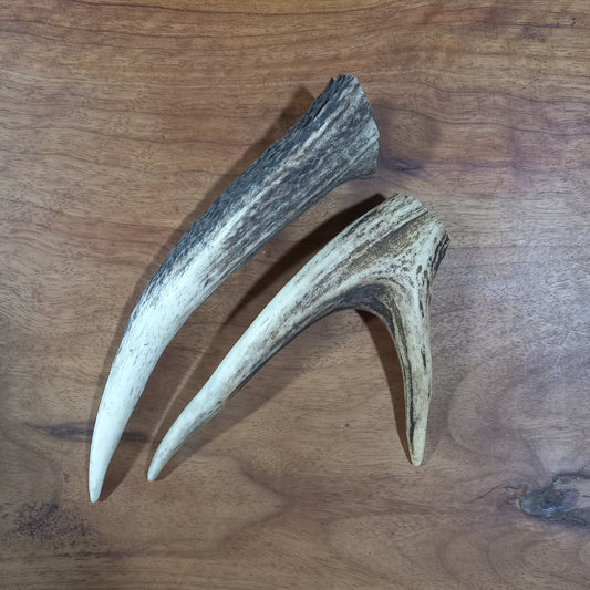 Sambar Deer Antler Spike and Fork